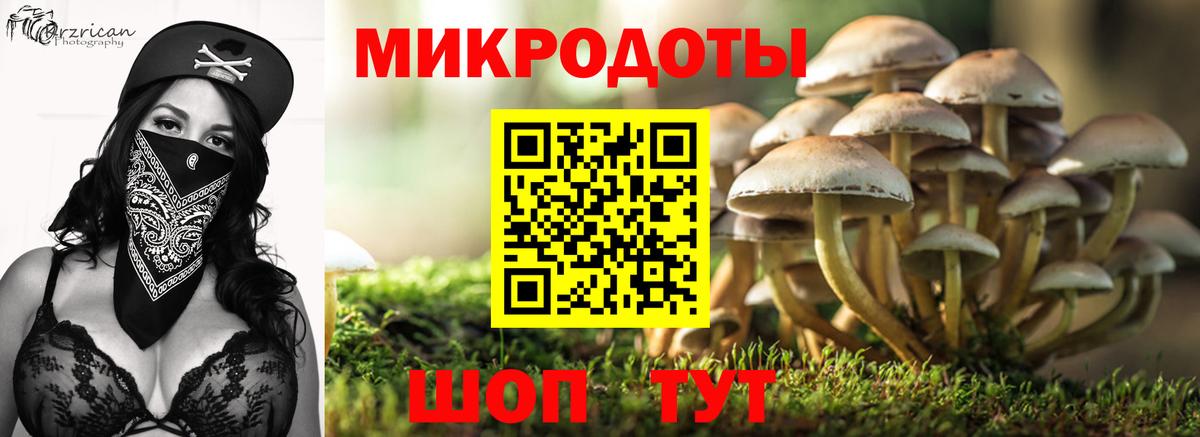 Псилоцибиновые грибы Psilocybine cubensis Павлово